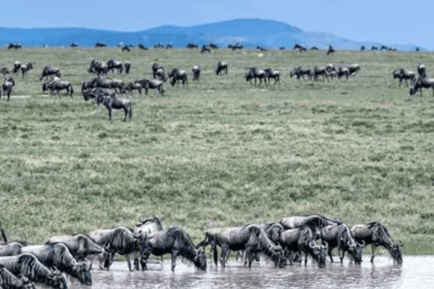 From Zanzibar: Day trip Selous Safari with lunch & flight Shared Day Safari with hotel pick up and drop off