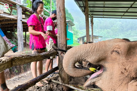 Chiang Mai: Excursão e caminhada ao Doi Inthanon e ao santuário de elefantes