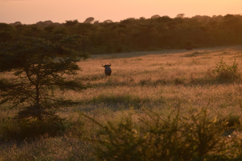 Tarangire-Nationalpark &amp; Eyasi-See (Datoga- &amp; Hadzabe-Dörfer)Premium Lodge im Tarangire-Nationalpark