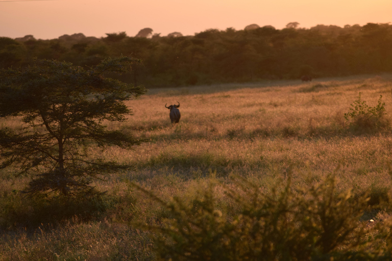 Tarangire-Nationalpark &amp; Eyasi-See (Datoga- &amp; Hadzabe-Dörfer)Premium Lodge im Tarangire-Nationalpark