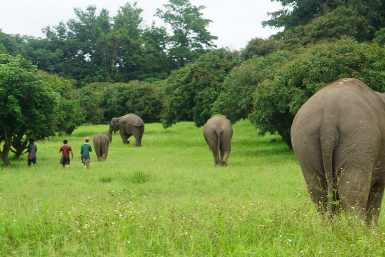 Chiang Mai: Ethical Elephant Experience - Transfer Options A : Meeting Point Feeding, Walk with Elephants (No Transfer)