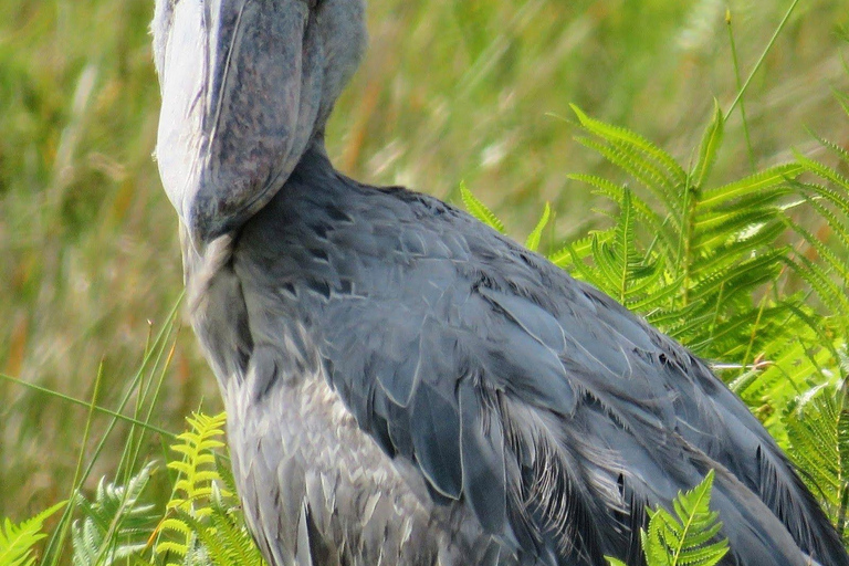 La mejor excursión de 1 día para observar aves picozapato en el pantano de Mabamba, Uganda