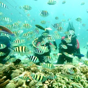 Cebu Mactan Scuba Dive Diving Experience with Lunch Photos Cebu Mactan Scuba Dive Diving Experience with Lunch Photos