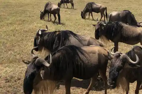 Mikumi National Park: 2-Day Safari