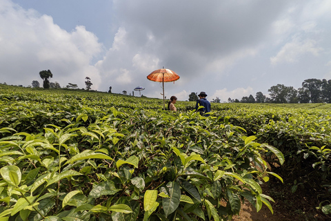 Bandung Countryside Tour: Waterfall, Rice Fields &amp; Culture