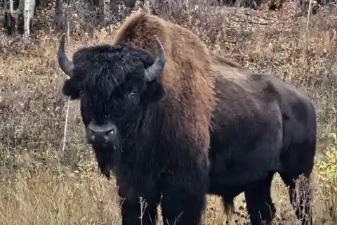 Yellowknife: Wild Bison Highway Tour