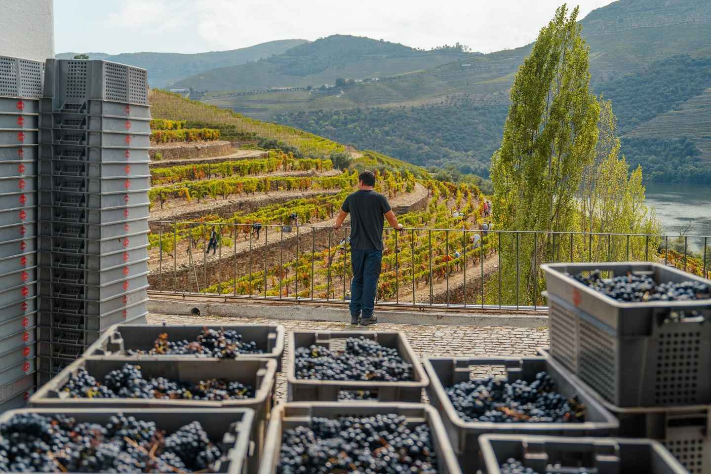 Porto: Douro Valley & Amarante Wine, Food & River Tour