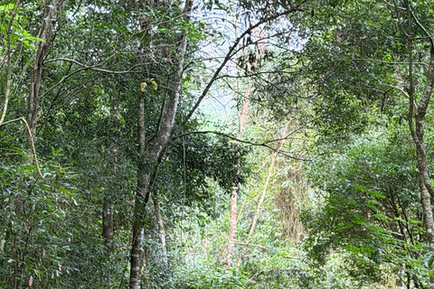 Birdwatching Tour At Poço Preto Trail