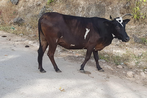 Salalah: Wadi Darbat, ,Caverna Teeq - Excursão às árvores Baobou