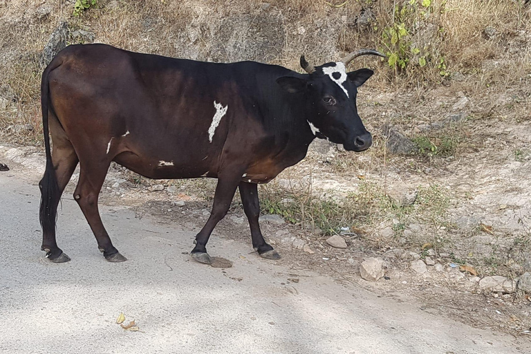 Salalah: Wadi Darbat, jaskinia Teeq - wycieczka do drzew Baobou