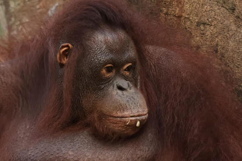 Bali Zoo: Breakfast with Observe Orangutans & Elephant Care Elephant Care & Guided Breakfast with Orangutan (Transfers)