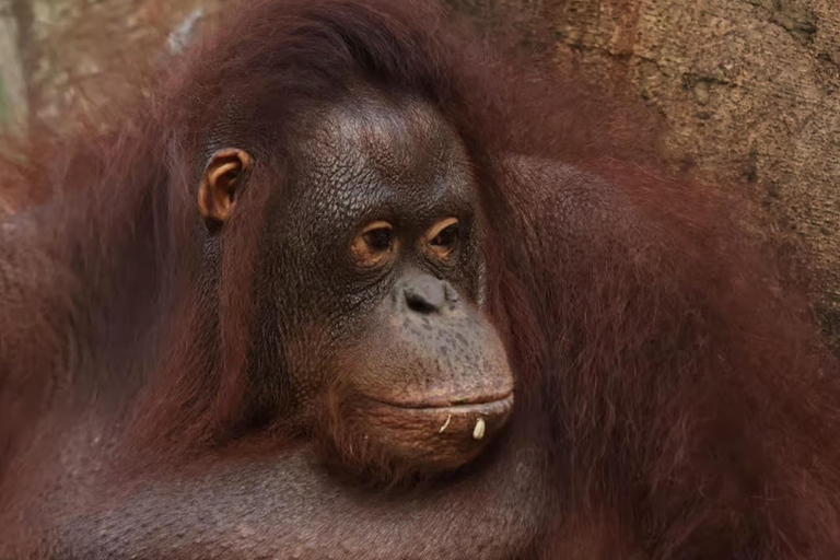 Bali Zoo: Breakfast with Observe Orangutans & Elephant Care Elephant Care & Guided Breakfast with Orangutan (Transfers)