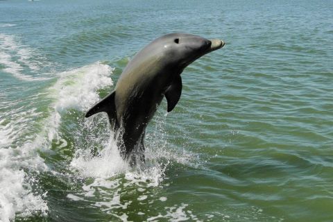 Marco Island: 2-timers delfin- og fuglebådtur i Everglades