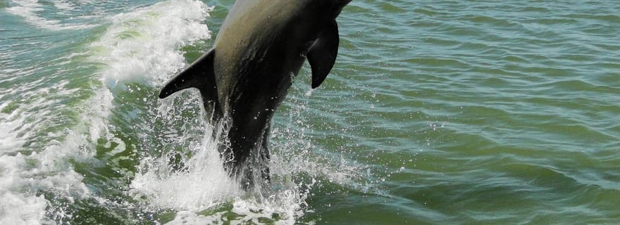 Marco Island : visite de 2 heures avec observation des dauphins, des oiseaux et des coquillages