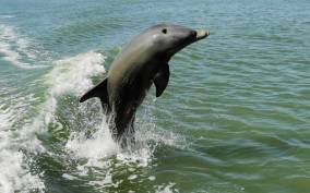Marco Island: 2-Hour Dolphin, Birding, and Shelling Tour
