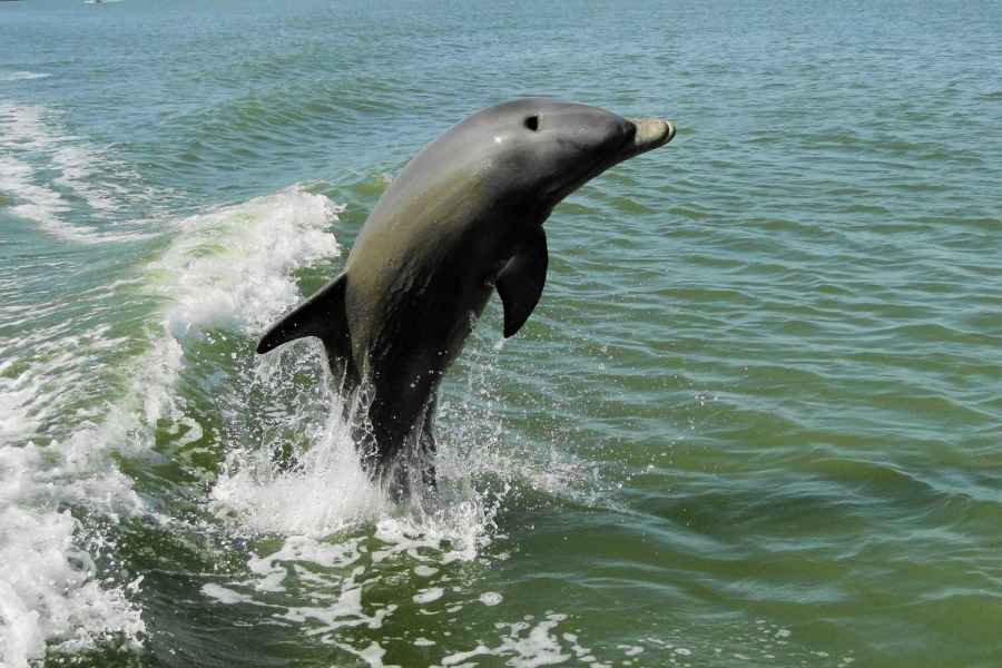 Marco Island: Delfine und Vögel - 2-stündige Erlebnistour. Foto: GetYourGuide