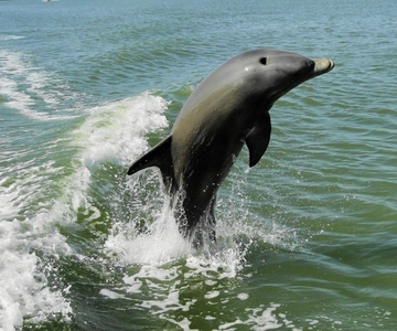 Marco Island: 2-Hour Dolphin, Birding, and Shelling Tour