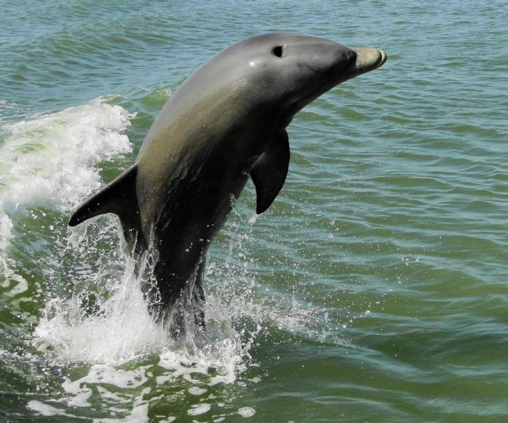 Marco Island: 2-Hour Dolphin, Birding, and Shelling Tour