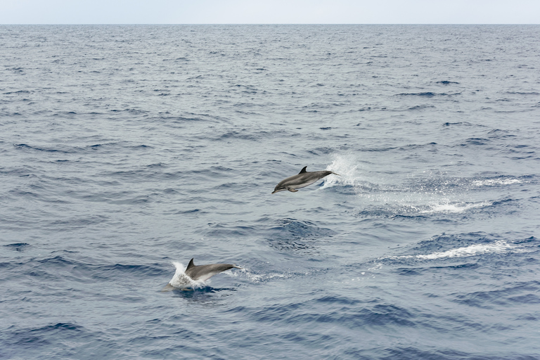 São Miguel Açores: excursion d'une demi-journée pour observer les baleines