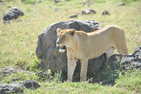 Arusha: 4-Day Safari with Full-Board Accommodations