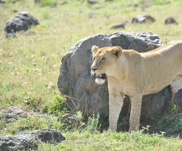 Arusha: Safari di 4 giorni con sistemazione in pensione completa