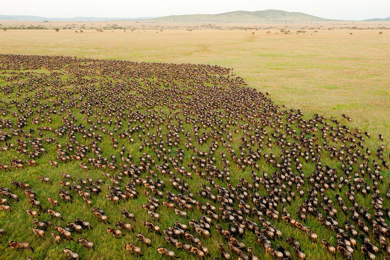 Serengeti : 7 jours de voyage privé pour la migration annuelle des gnous