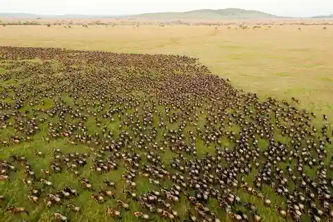 Serengeti: Viagem privada de 7 dias para a migração anual dos gnus