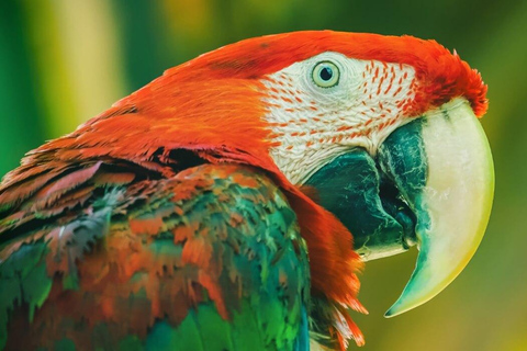 Tambopata: 3-godzinna wycieczka do glinianek papug i ar