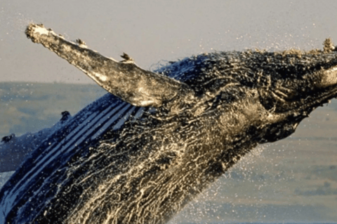 Cape Town to Hermanus Whale Watching Day Tour