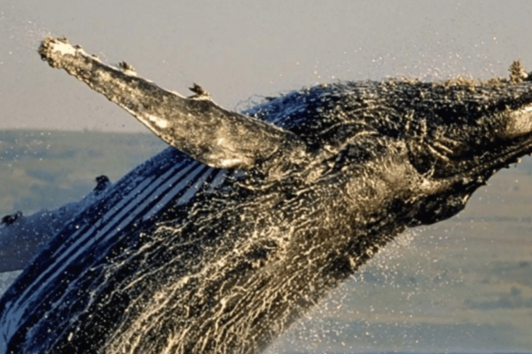 Cape Town to Hermanus Whale Watching Day Tour