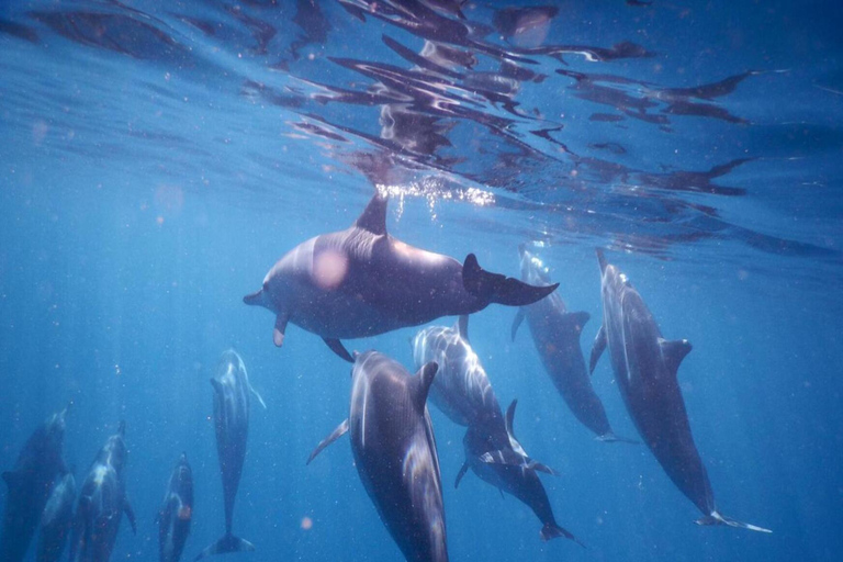 Amanecer con delfines, observación y nado, snorkel y Crystal Rock.Amanecer con delfines, observación y nado, snorkel y roca cristalina.