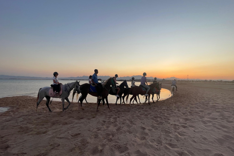 Soma Bay: Reittour mit HoteltransferSoma Bay: Reittour ohne Hoteltransfer