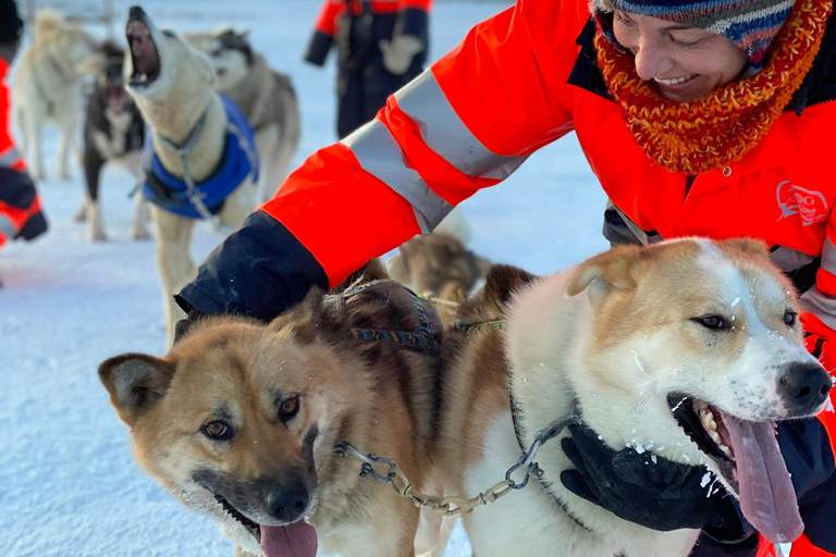 Island-Husky-Tour – Fahrt- und Kuschel-ErlebnisIsland: Husky-Schlittenfahrt und Kuschelerlebnis