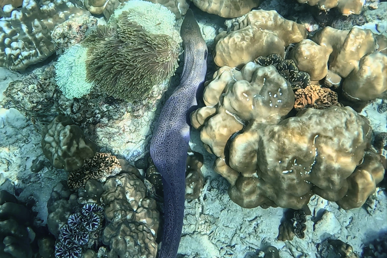 Phi Phi Islands: Shark Snorkeling Phi Phi Islands: PRIVATE VIP Shark Snorkeling - 4h