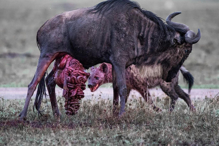 Seronera and Ndutu Migration Safari Experiences