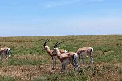 Demi-journée au parc national de Nairobi avec prise en charge gratuite