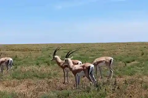 Half day Nairobi National Park with free pick up