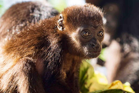 Bocas del Toro: Båttur till Monkey Island och Cayo Coral