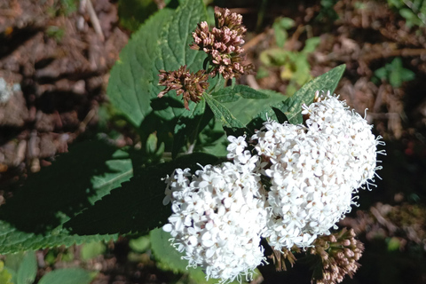 Mexico : visite du sanctuaire des papillons monarques avec transfert