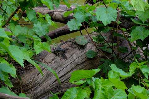 Duluti-See: Kanufahren, Naturwanderung und ExtraKajakfahren, Spaziergang in der Natur und Töpferkurs