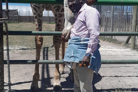 Cheetah, Giraffes Encounter, lion's park, and Wine Tasting