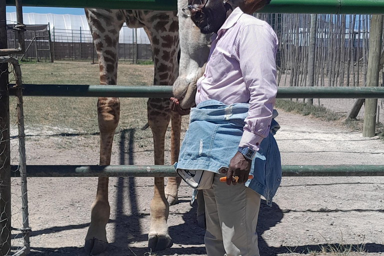 Cheetah, Giraffes Encounter, lion's park, and Wine Tasting