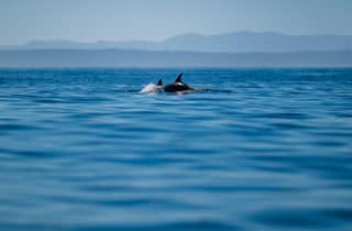 Lissabon: Ozean-Safari mit Meeresbiologen