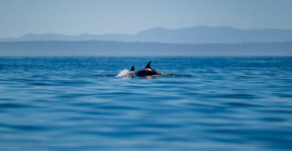 Lisbon Dolphins Ocean Safari with Marine Biologists