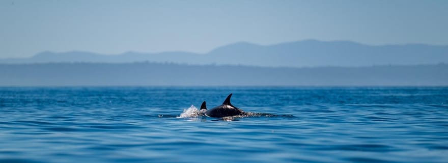 Lisbonne : safari océanique avec des biologistes marins