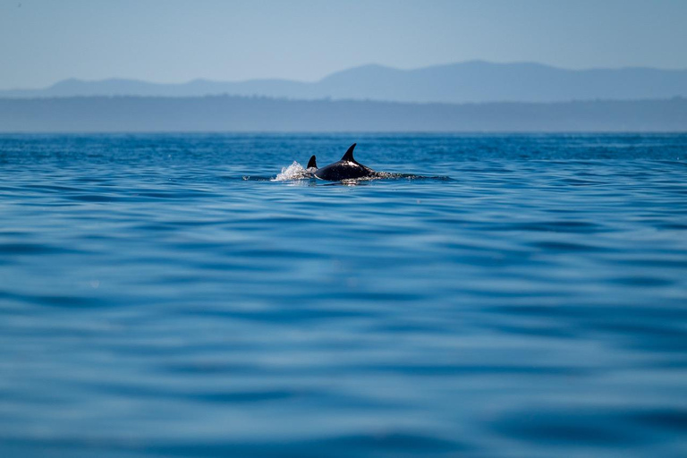 Lisbon: Ocean Safari with Marine Biologists