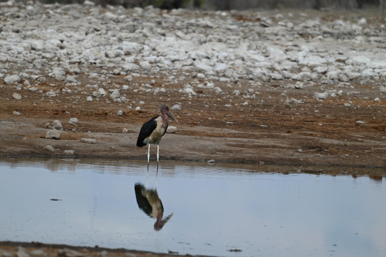 Windhoek: 3-Day Guided Safari in Etosha with Lodge