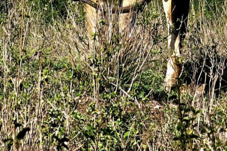 Nairobi: Nairobi National Park Safari with Guide