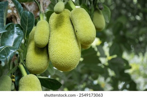 Zanzibar: Spice farm tour with local guide Zanzibar: Spice Farm Tour with Stone Town Pick-Up”