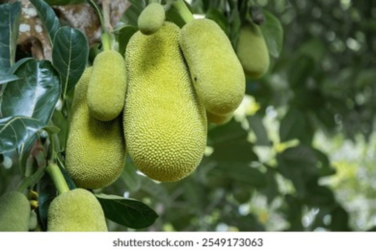 Zanzibar: Spice farm tour with local guide Zanzibar: Spice Farm Tour with Stone Town Pick-Up”